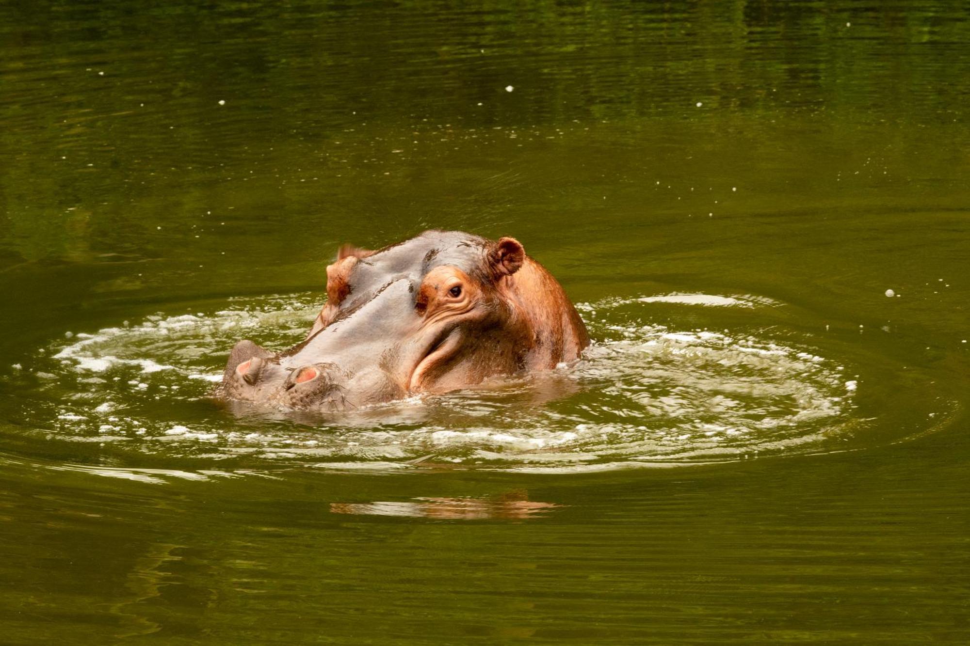 Hopewell Private Game Reserve Buyskloof Eksteriør bilde