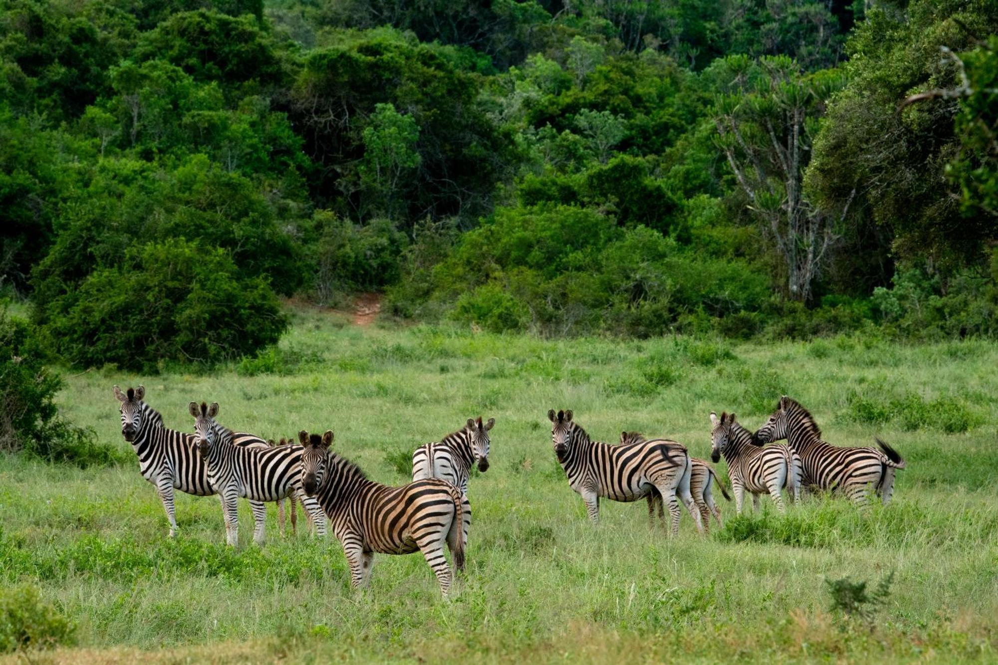 Hopewell Private Game Reserve Buyskloof Eksteriør bilde