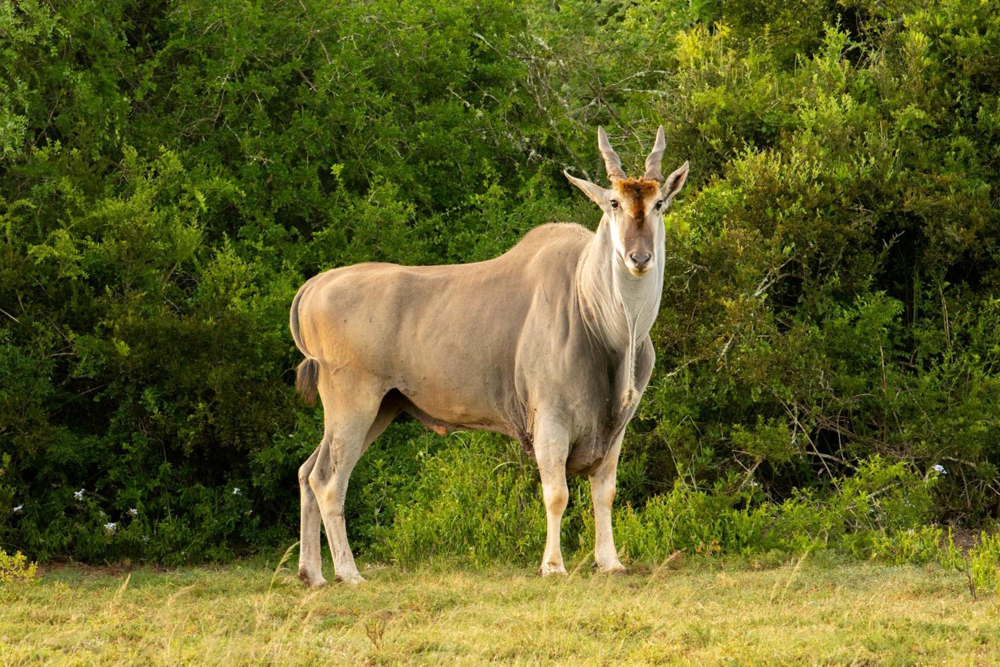 Hopewell Private Game Reserve Buyskloof Eksteriør bilde
