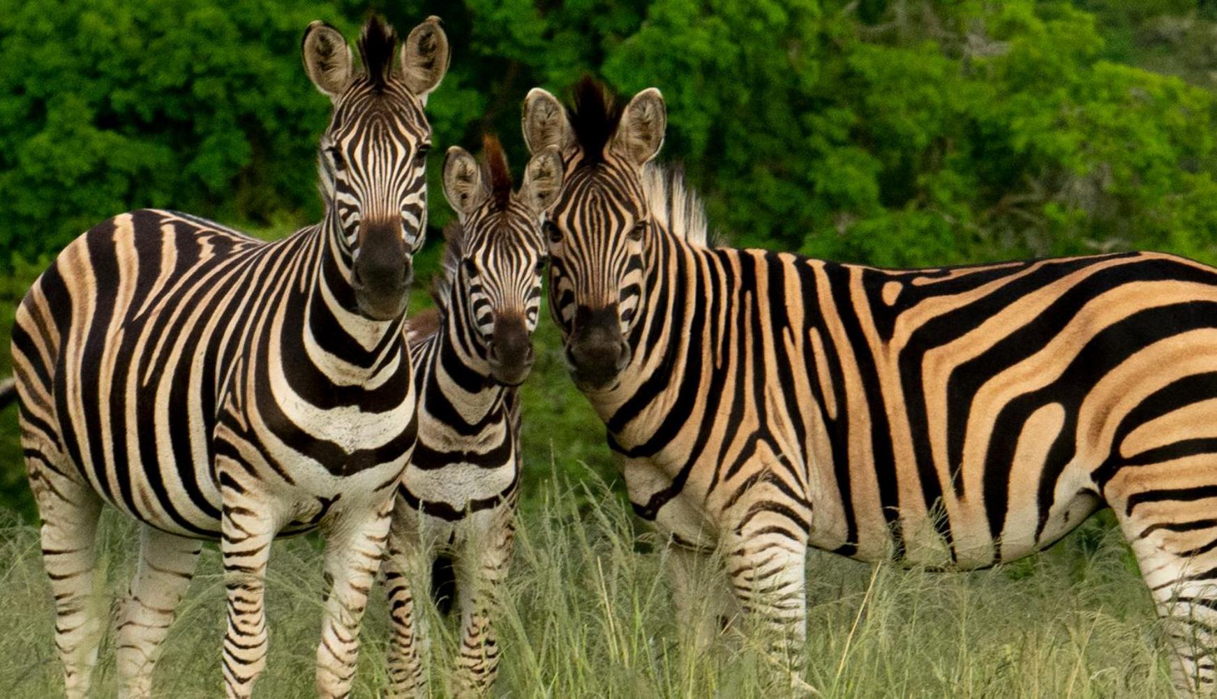 Hopewell Private Game Reserve Buyskloof Eksteriør bilde