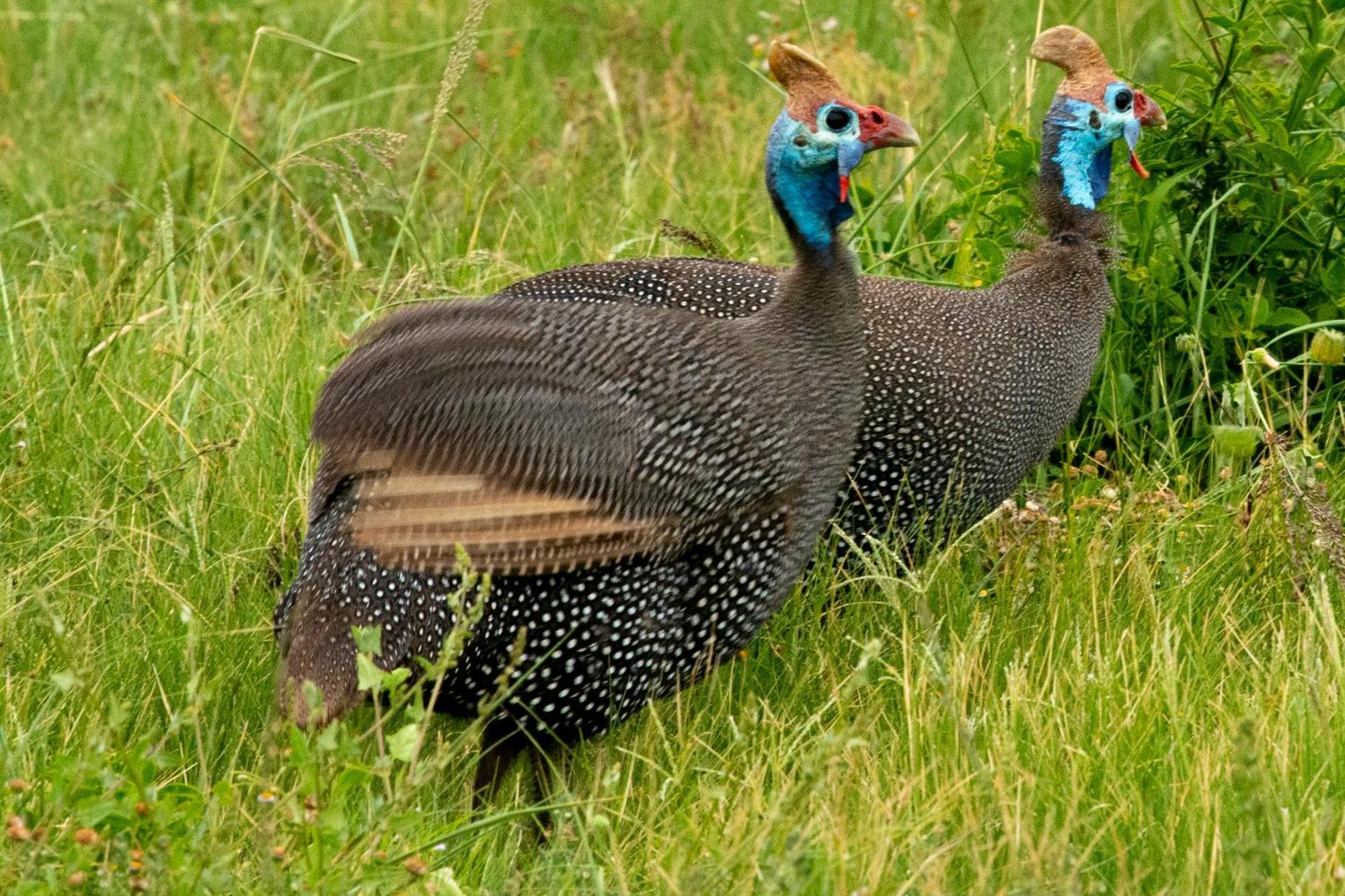 Hopewell Private Game Reserve Buyskloof Eksteriør bilde