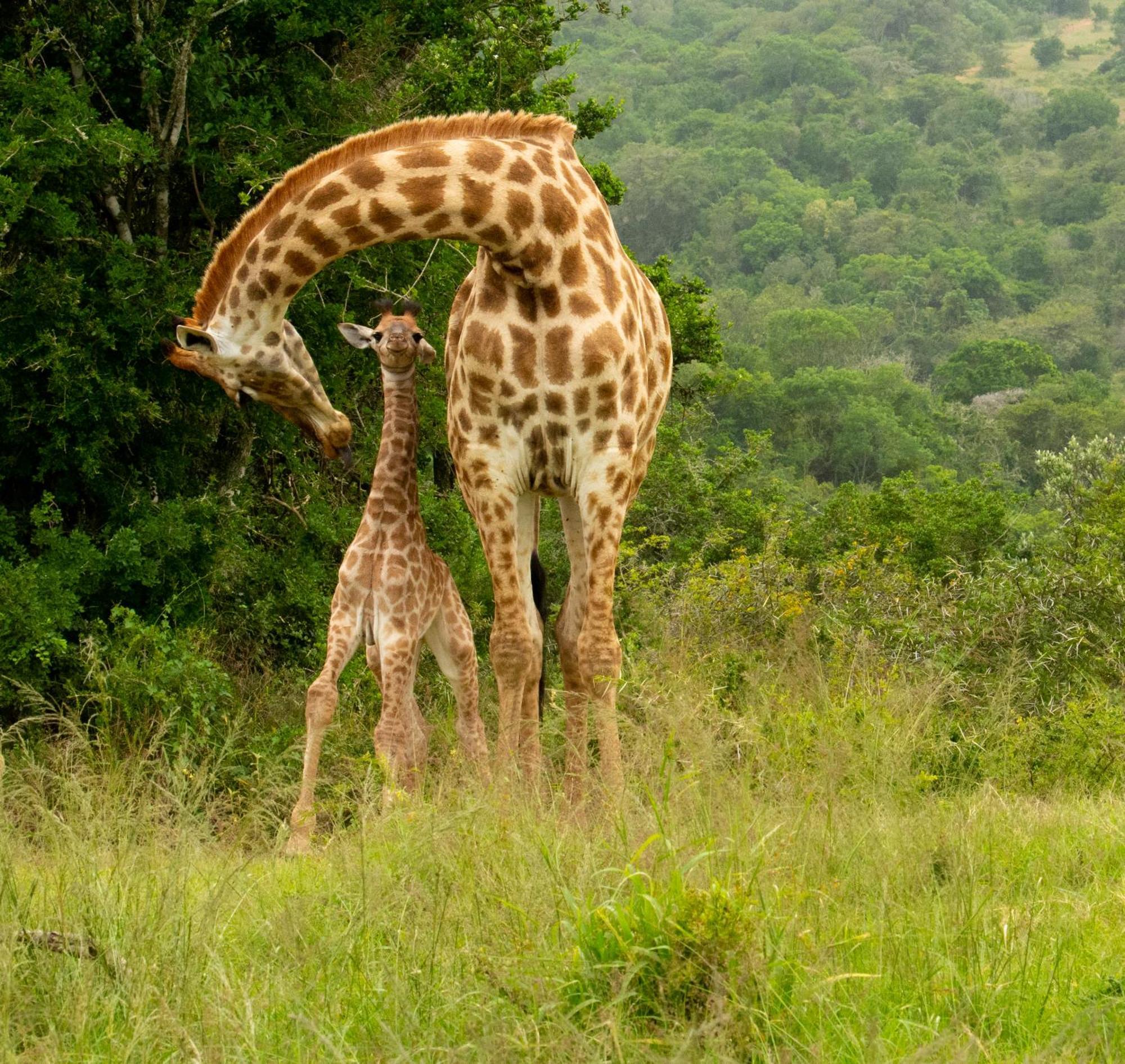 Hopewell Private Game Reserve Buyskloof Eksteriør bilde