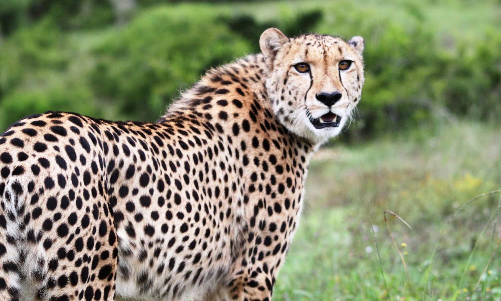 Hopewell Private Game Reserve Buyskloof Eksteriør bilde