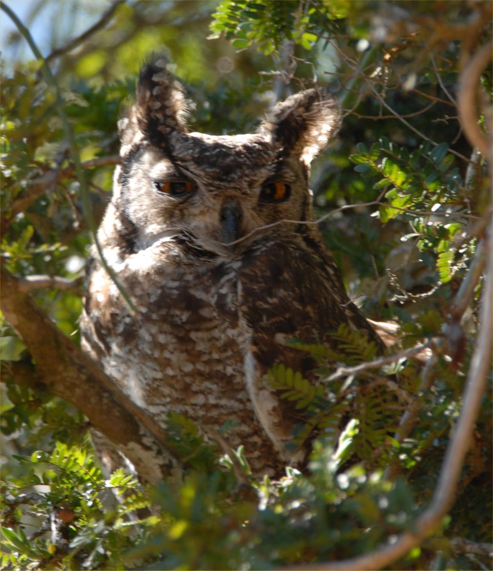 Hopewell Private Game Reserve Buyskloof Eksteriør bilde
