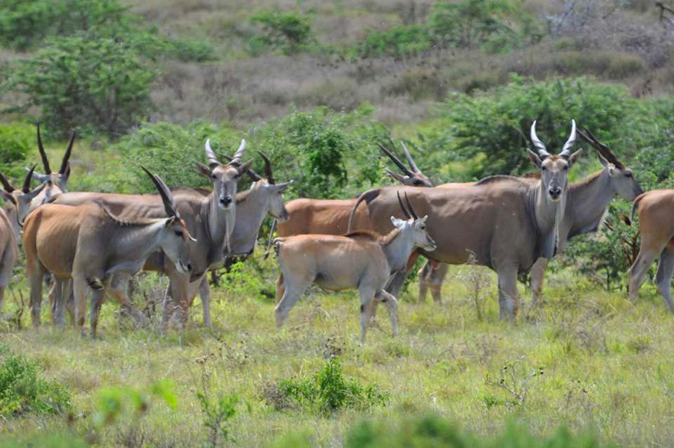 Hopewell Private Game Reserve Buyskloof Eksteriør bilde