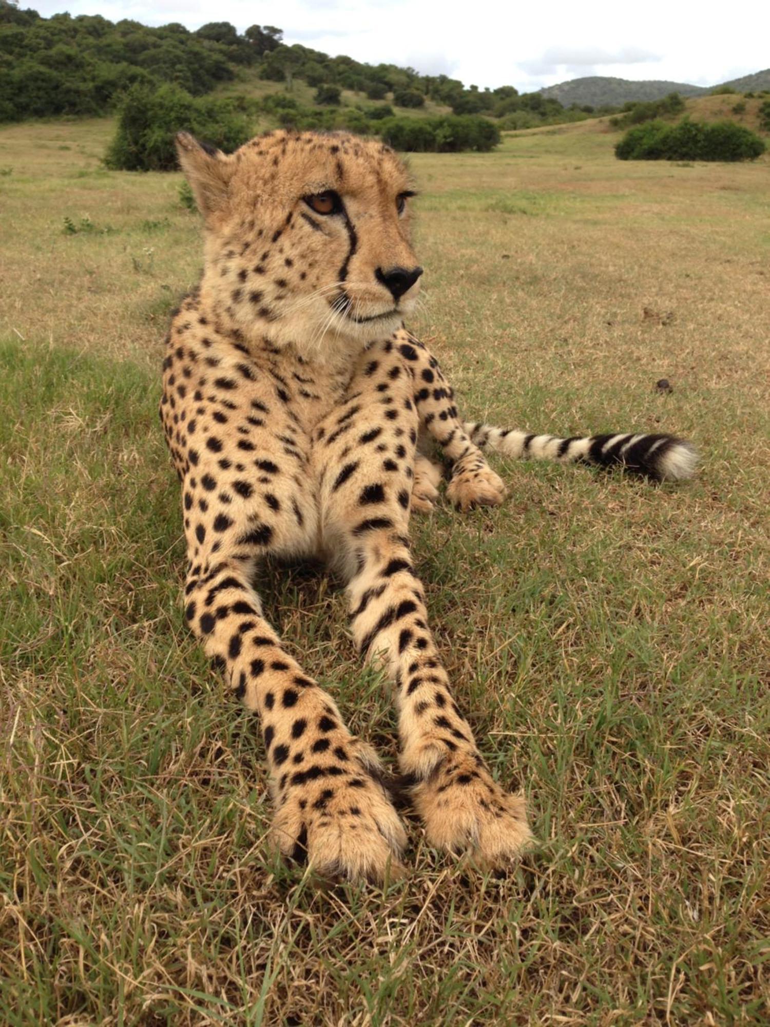 Hopewell Private Game Reserve Buyskloof Eksteriør bilde