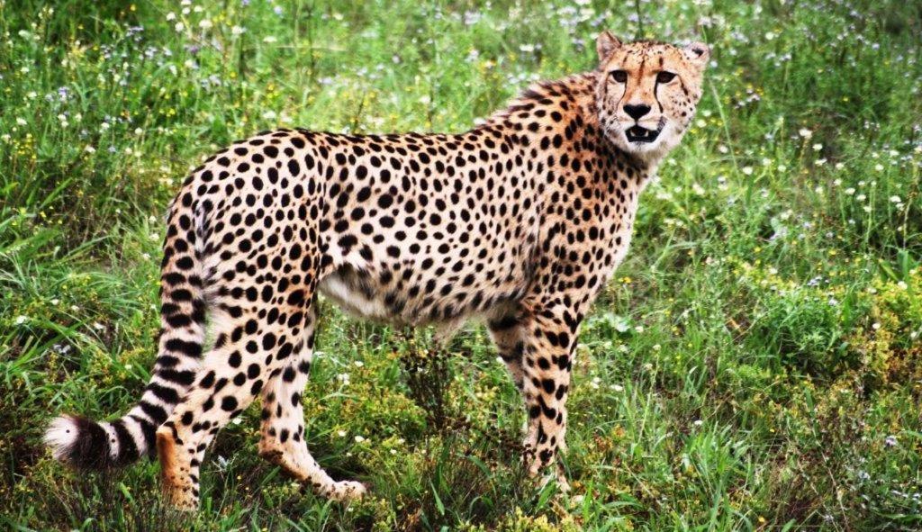 Hopewell Private Game Reserve Buyskloof Eksteriør bilde