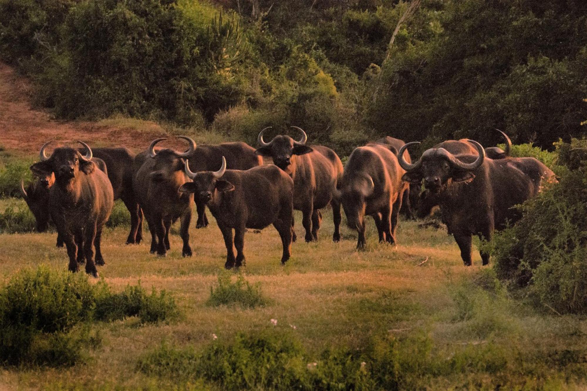 Hopewell Private Game Reserve Buyskloof Eksteriør bilde